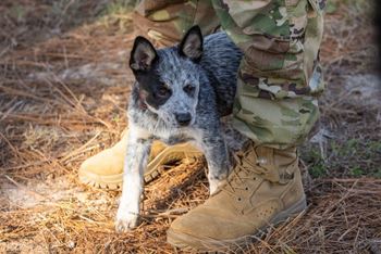 A dog is standing next to a pair of boots.